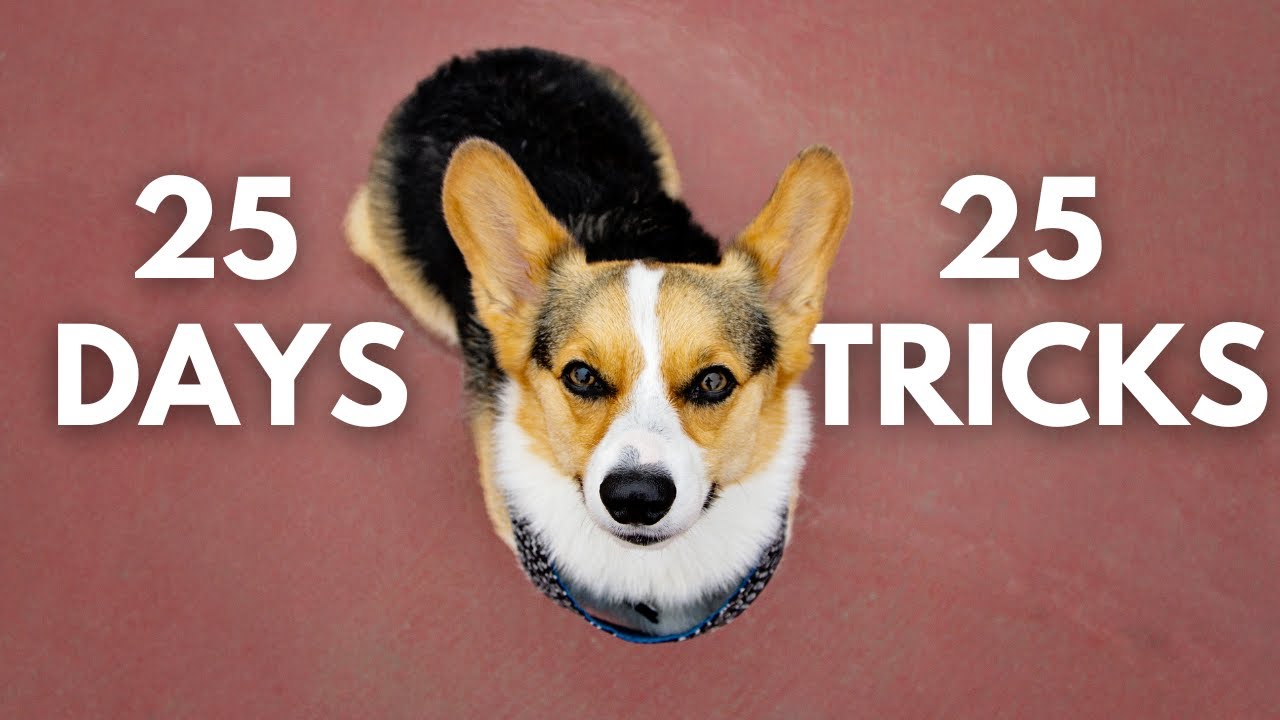 Ultimate Corgi Trick Marathon: 25 Days