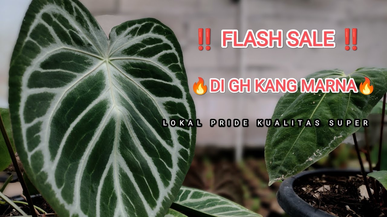 ‼️ FLASH SALE ‼️ ANTHURIUM KUPING GAJAH DI KANG MARNA🔥