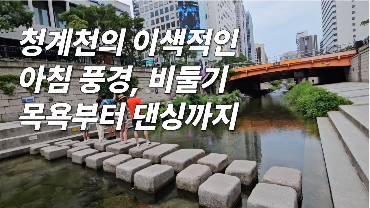 청계천의 이색적인 아침 풍경, 비둘기 목욕부터 댄싱까지 #청계천 #여행 #아침풍경 #비둘기