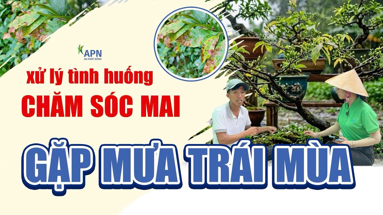 APN - TRẢ LỜI TRỰC TIẾP NHỮNG KHÓ KHĂN KHI CHĂM MAI SAU CHƠI TẾT
