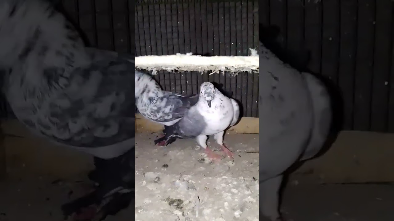 top quality ke mdrasi pizeon 👍