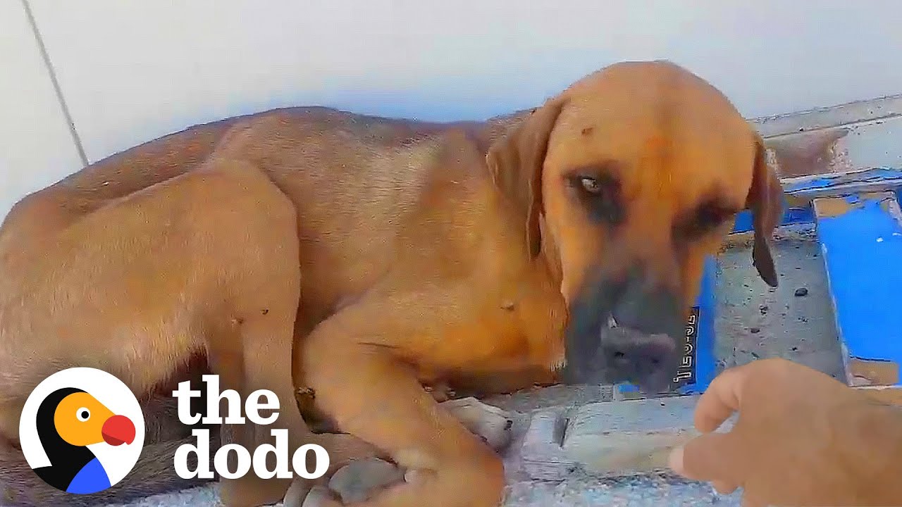 Dog Was Too Scared To Let Anyone Touch Him For Weeks | The Dodo