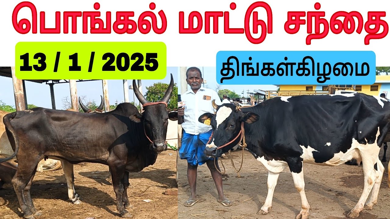 13 / 1 / 2025 / பொங்கல் மாட்டு சந்தை மேலப்பாளையம் #மாடு #மாட்டுசந்தை #மேலப்பாளையம் #maadu #cow
