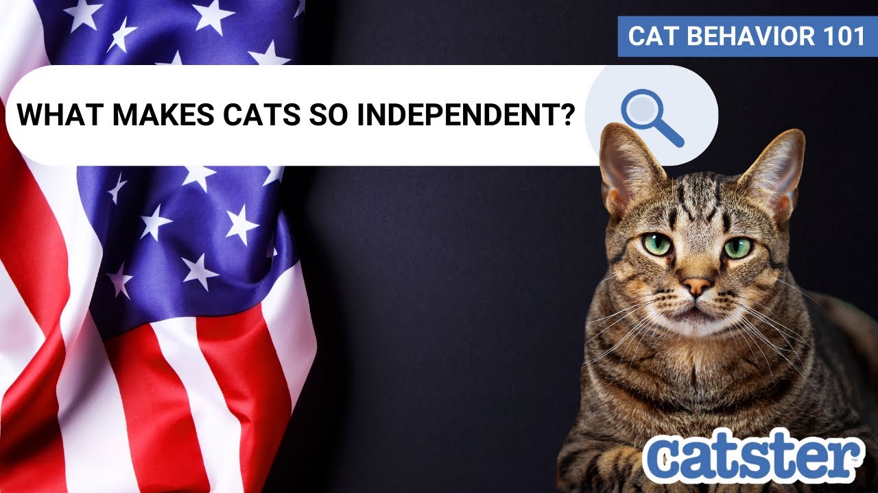 What Makes Cats So Independent? Cat expert explains!