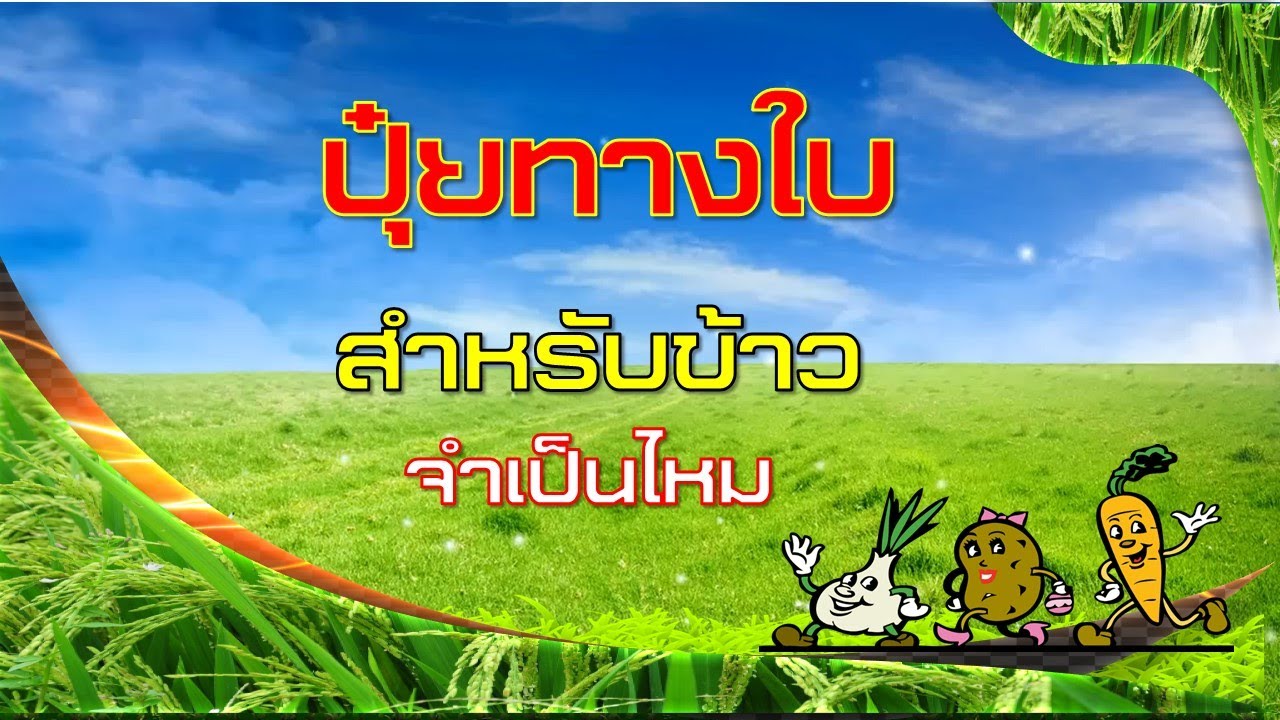 ปุ๋ยทางใบสำหรับข้าวจำเป็นไหม(ใช้สูตรไหน ระยะไหน)?