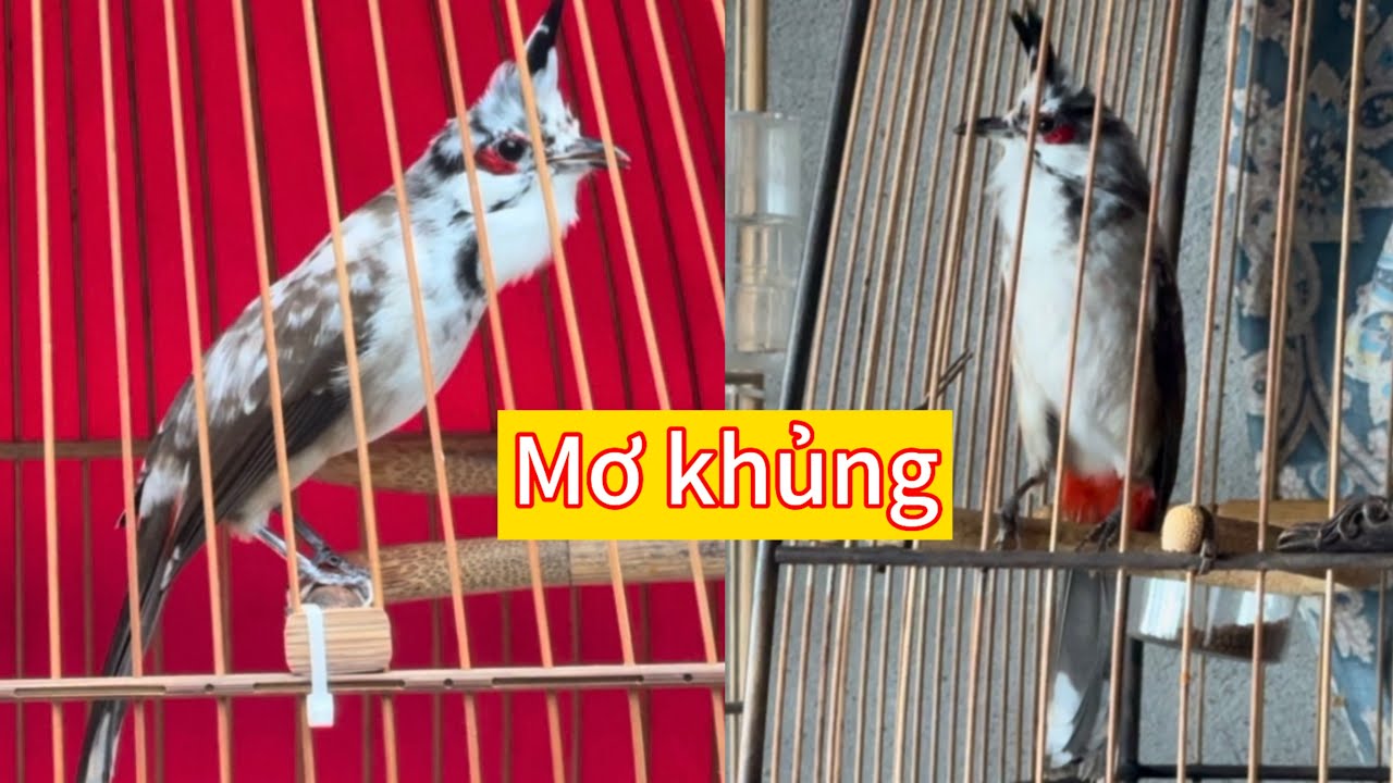 Chào mào mơ rừng đẹp mê, giọng hay găm lật cực gắt. Mơ mặt giữ mí lửa