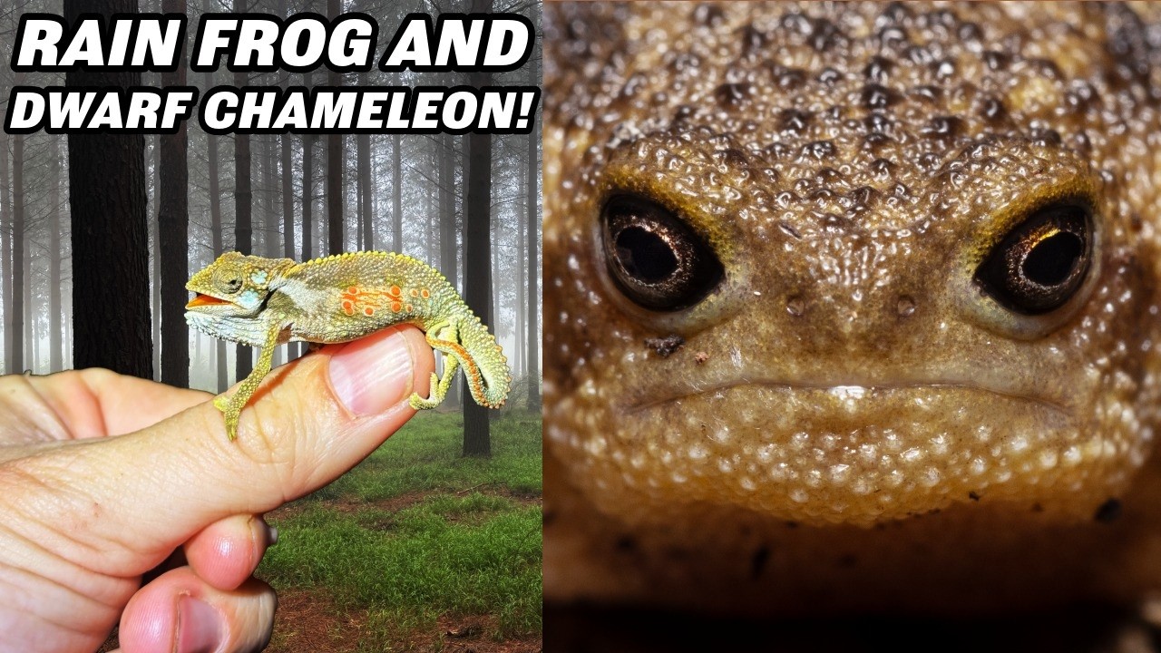 I Found South Africa's Iconic Grumpy Rain Frog!