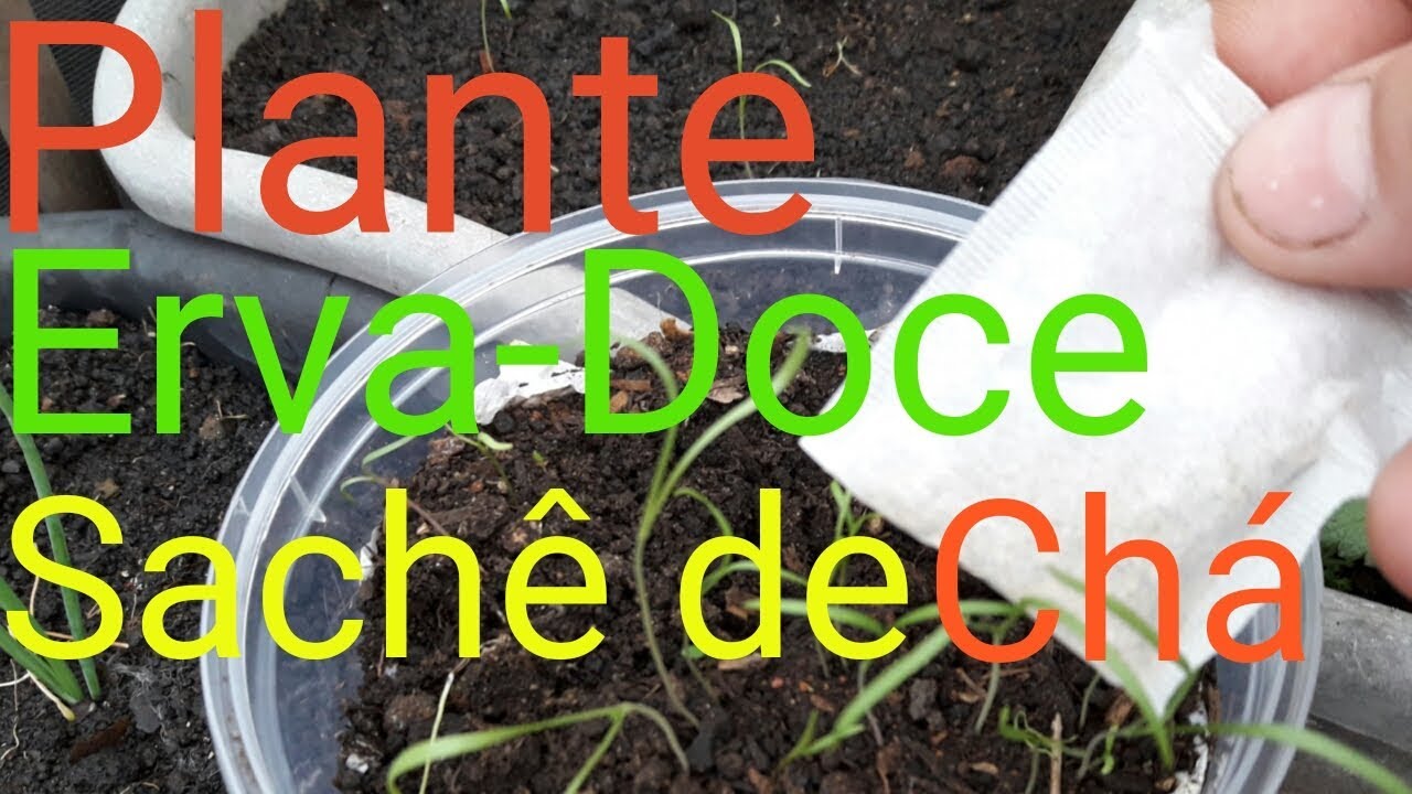 Erva-Doce: Como Plantar com Sachê de Chá, COMPARTILHE !!!