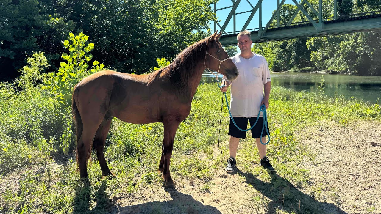 LIVE AT THE RIVER With Our Stallion Champ! Horses First Time Swimming!