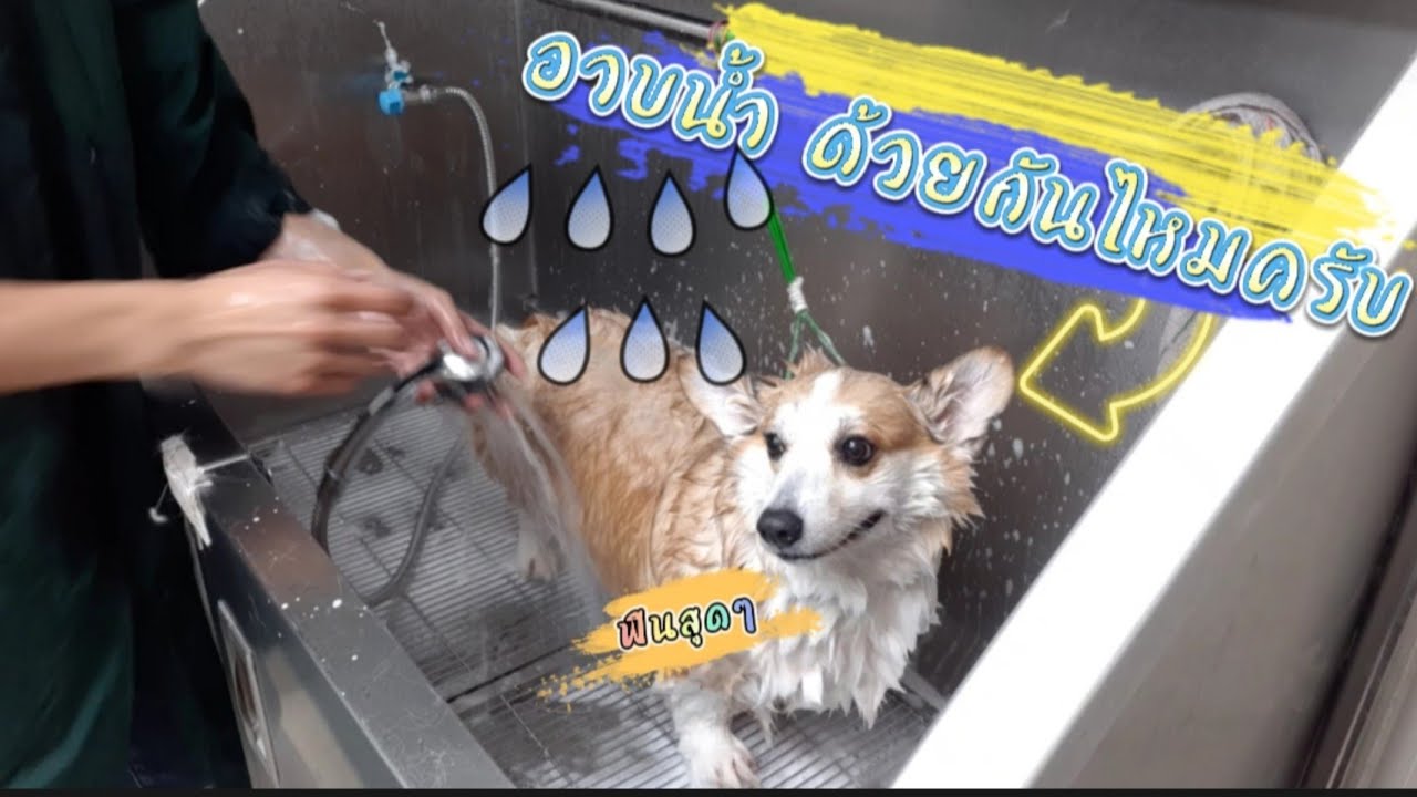 มาลงอ่างอาบน้ำด้วยกันไหม...#อาบน้ำสุนัขพันธุ์คอร์กี้
