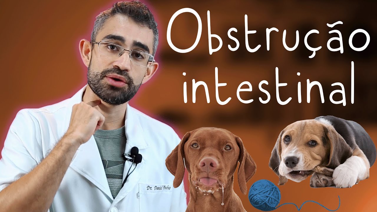 Corpo estranho gástrico e intestinal | Dica Veterinária #76