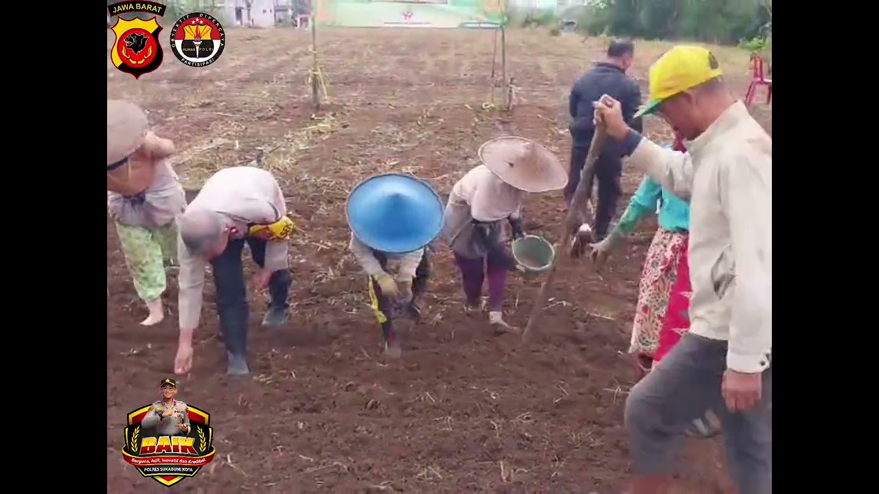 Penanaman Jagung Serentak 