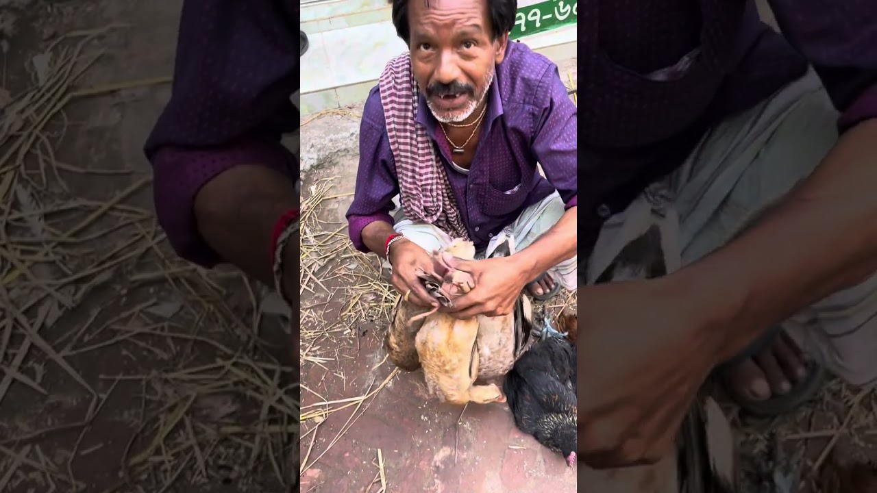 হাঁস মুরগি, কবুতরের বাজার , জামালপুর , কালীগঞ্জ গাজীপুর #viral #news #হাট
