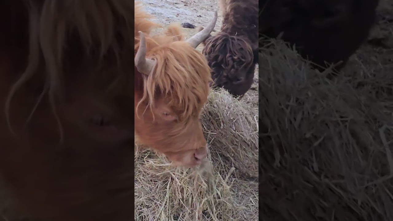 Завтрак для коров породы Хайленд 