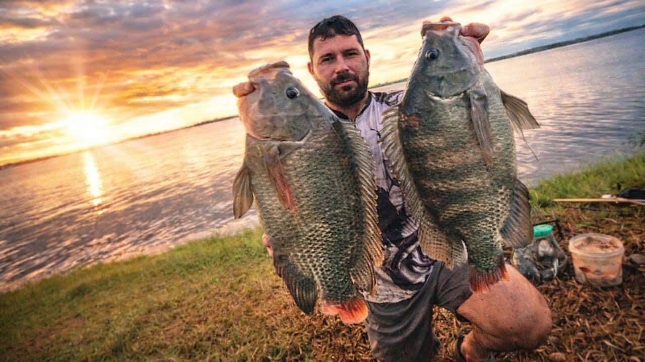 TILAPIAS com Mais de 3 Kilos!! Parecia um sonho..