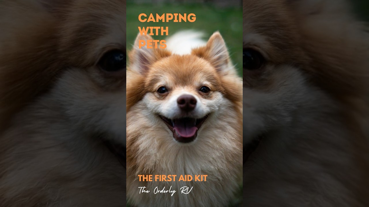 2 First Aid Items You Need for Your Dog 
