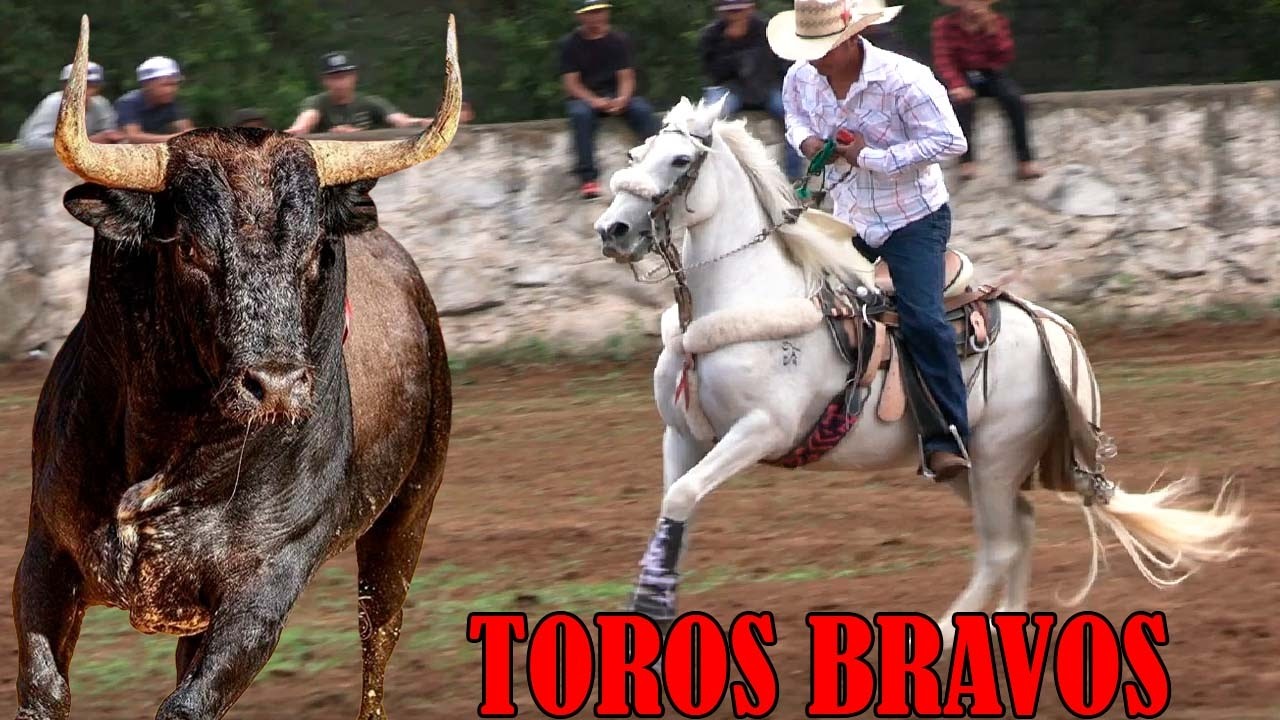 !! TOROS BRAVOS BUSCA CABALLOS JARIPEO EN SAN ANTONIO COAPA MICHOACAN 13 DE JUNIO DEL 2025
