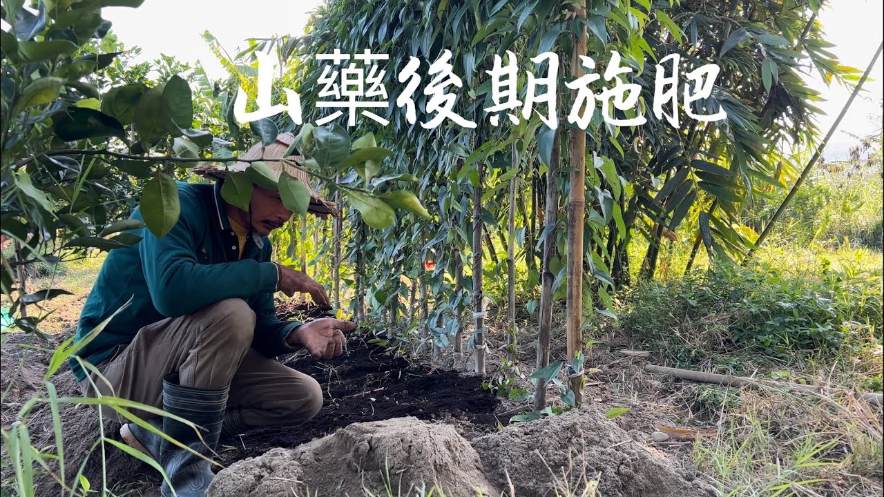 山藥栽培 | 塊莖後期會急速膨大～結小山藥施輔助肥及培土