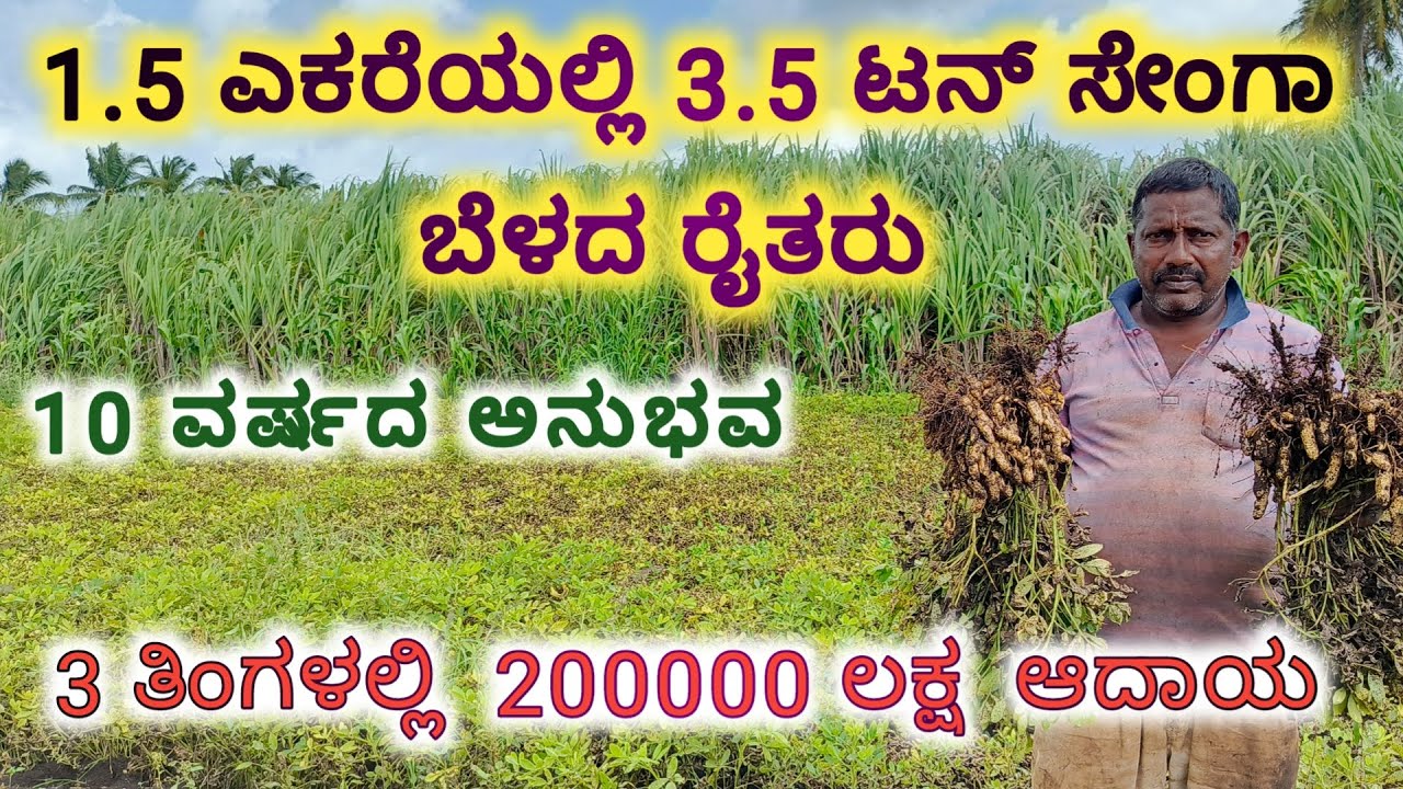 ಸೇಂಗಾ ಬೆಳೆದು 200000ಲಕ್ಷ ಆದಾಯ ಪಡೆದ ರೈತರು ! groundnut farming in kannada