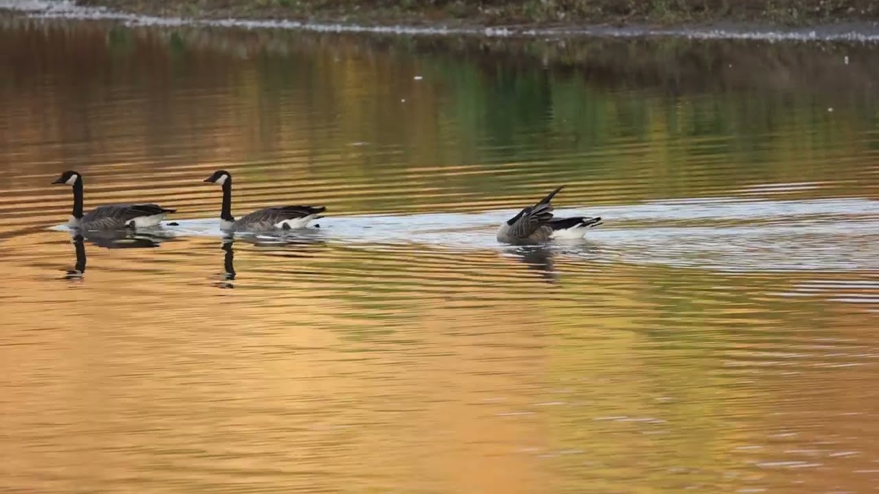 Canada geese swimming in the river at dusk #birds #birdwatching #canadagoose