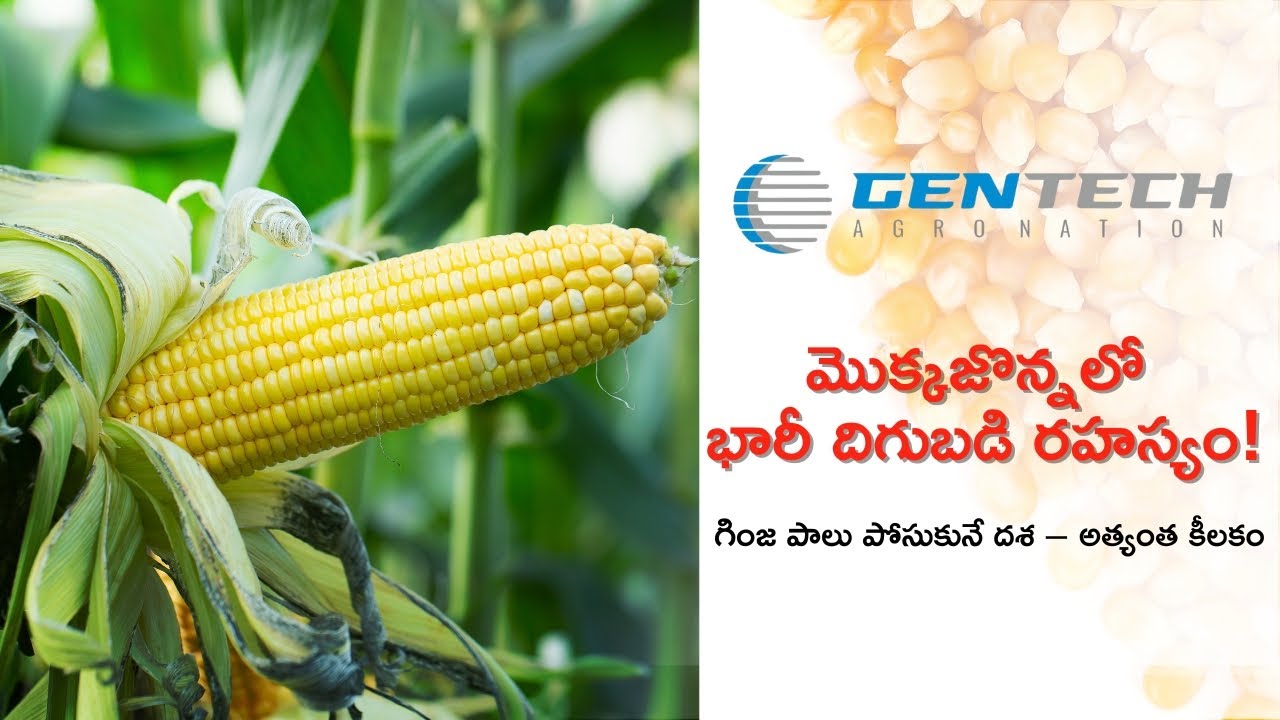 మొక్కజొన్నలో భారీ దిగుబడి రహస్యం! గింజ పాలు పోసుకునే దశ – అత్యంత కీలకం !! #gentech #potash #maize