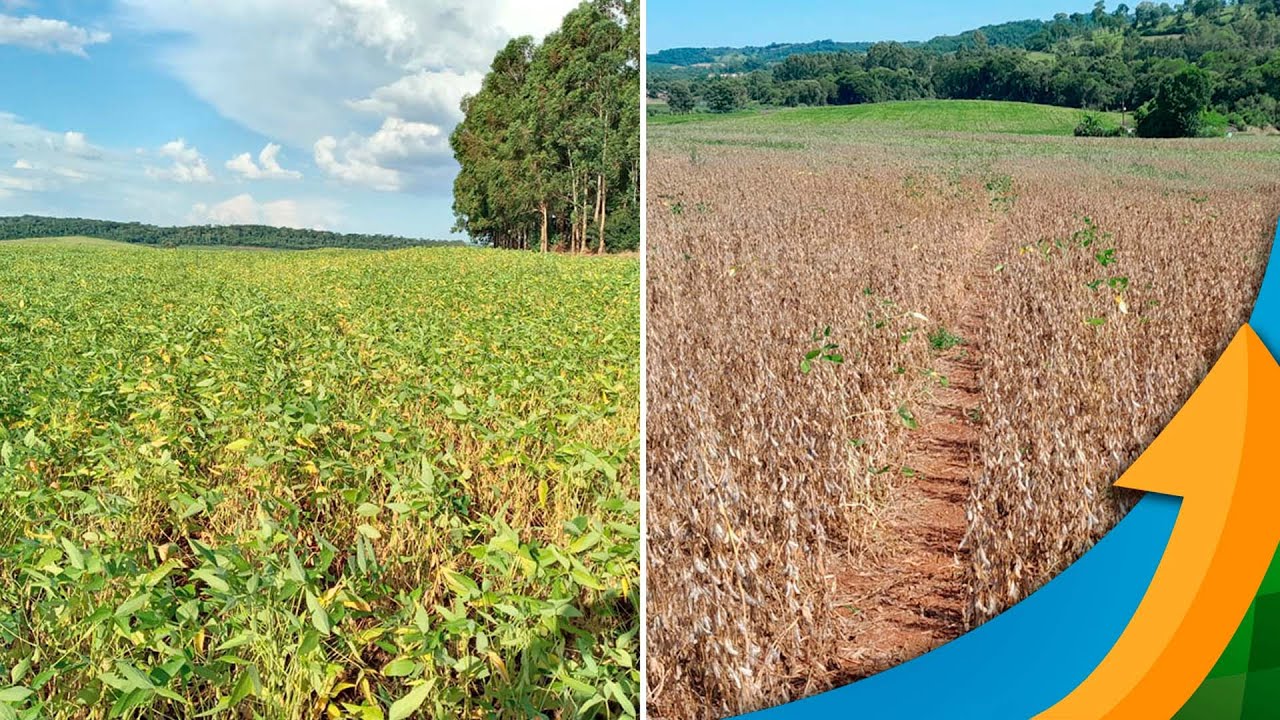 Colheita da soja começa com produtividades abaixo da média em Marechal Cândido Rondon/PR