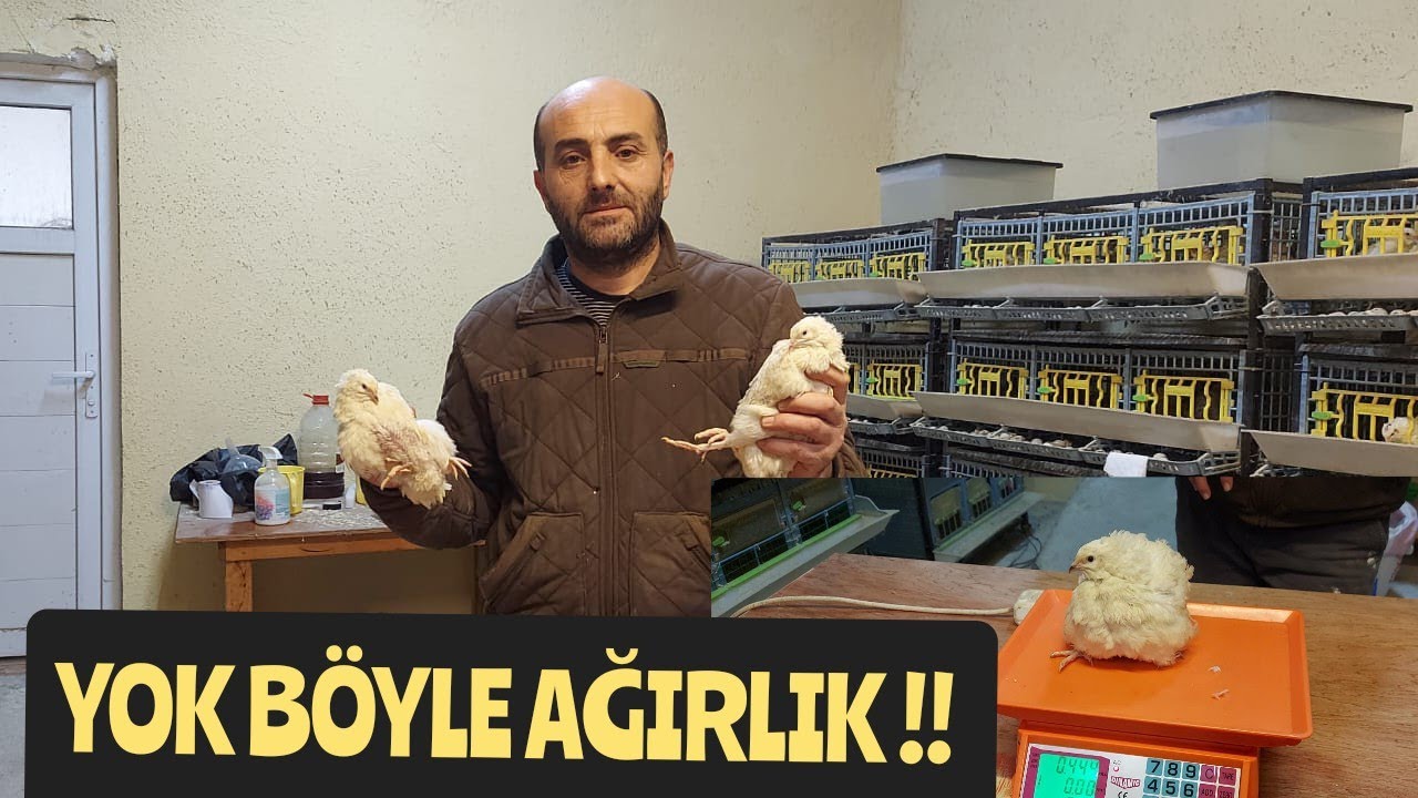 YOK BÖYLE BİR BILDIRCIN ! BAKIN KAÇ GRAM GELDİ ? #kalebıldırcın