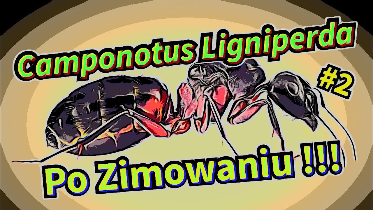 Camponotus ligniperda  // Koniec zimowania // Budzimy kolonię //