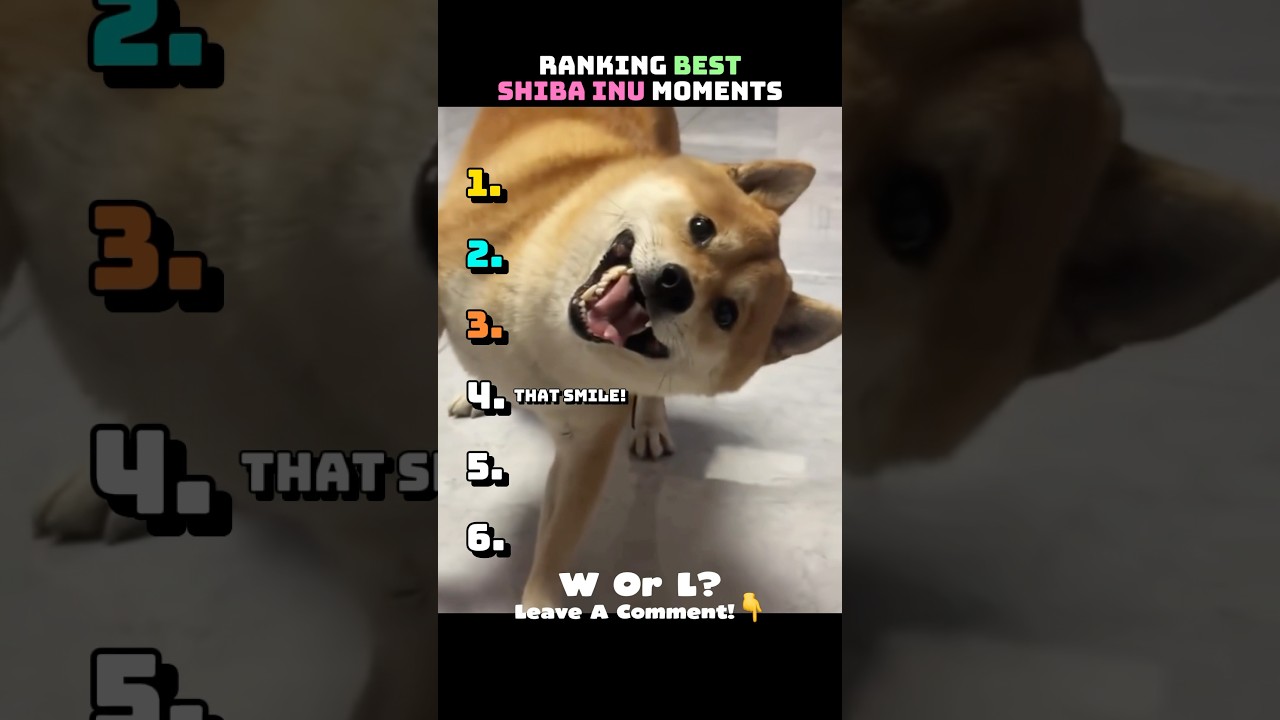 Best Shiba Inu Moments😂 #shorts