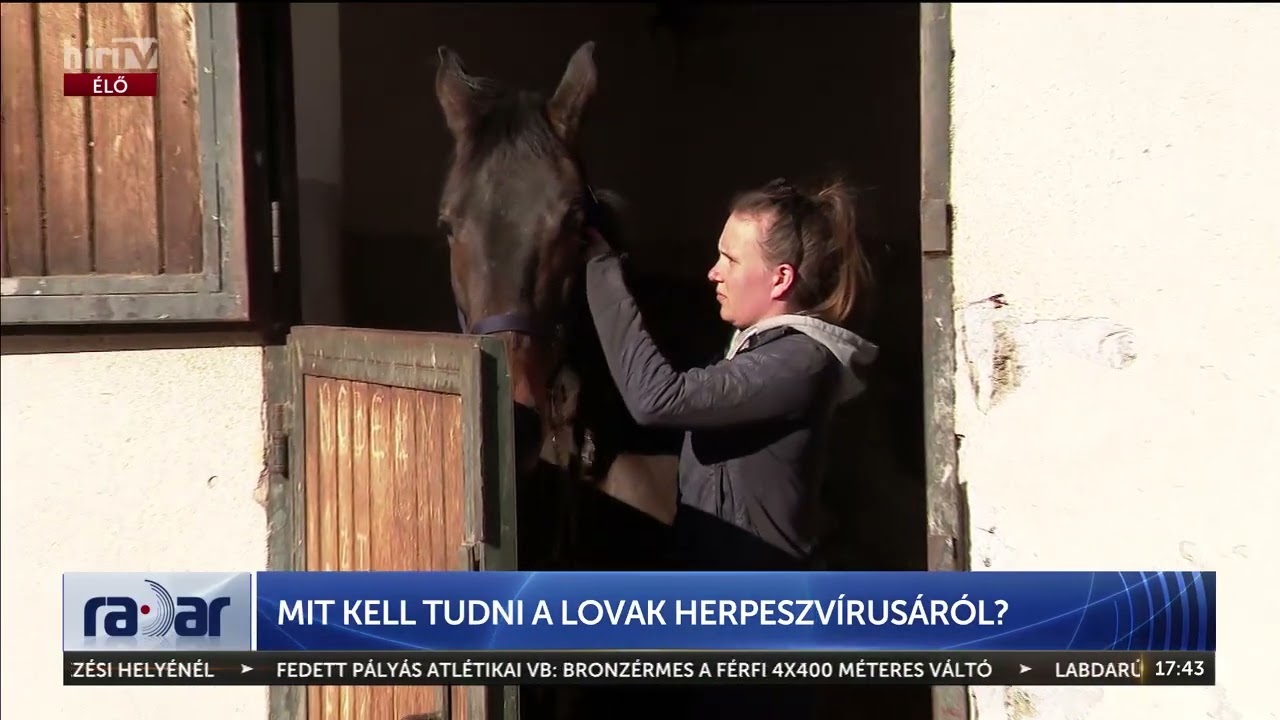 Amit tudni &eacute;rdemes a lovak herpeszv&iacute;rus&aacute;r&oacute;l - H&Iacute;R TV+