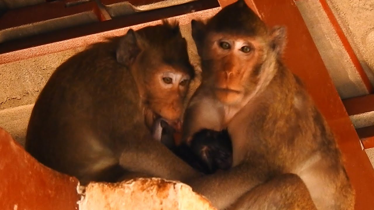 when Jonna to wants to be sharing a milk with Jiva and Jazzy was too kindly for her, she takes out.