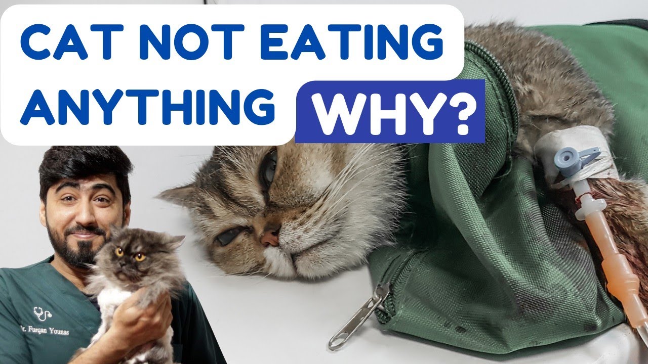 Cat not eating anything || Billi Khana Nahi kha Rahi hai to kya karen || Animalia Dot Pk