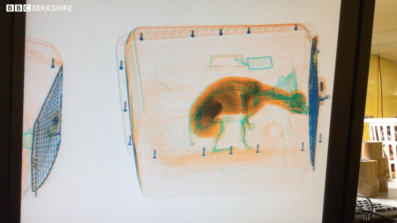 Heart of Heathrow: Animal Reception Centre
