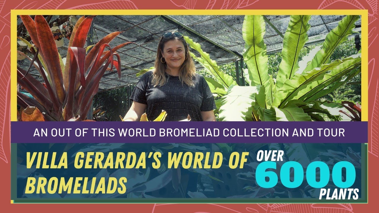 Garden Tour of Villa Gerarda's World of Bromeliads and its 6000+ plant collection