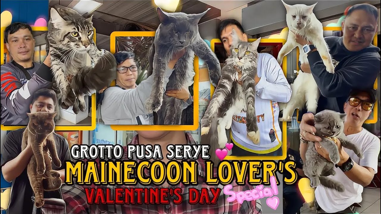 MALALAKING PUSA NAGLABASAN NGAYON VALENTINES DAY/GROTTO PET MARKET/FEBRUARY 15,2026/PUSA SERYE