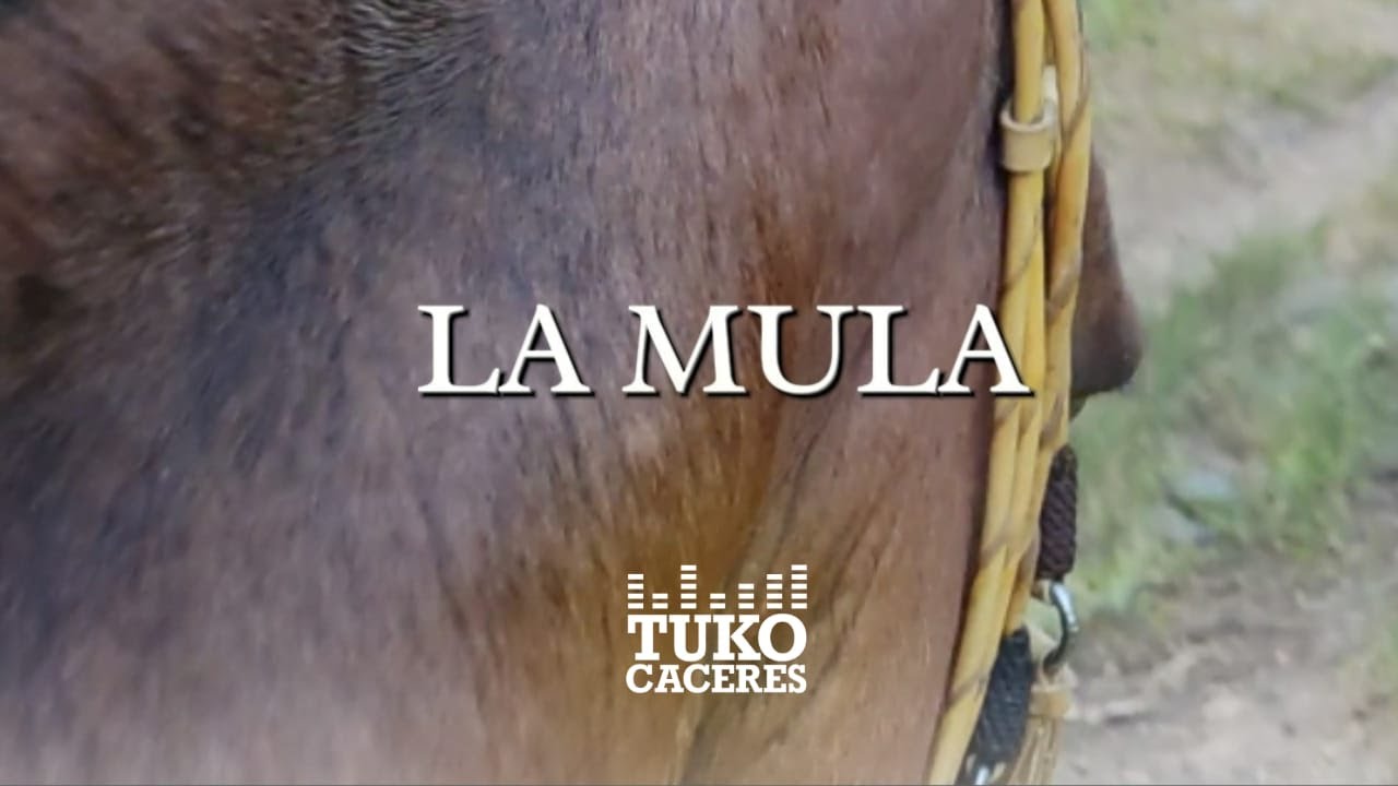 LA MULA  (Tuko Cáceres)