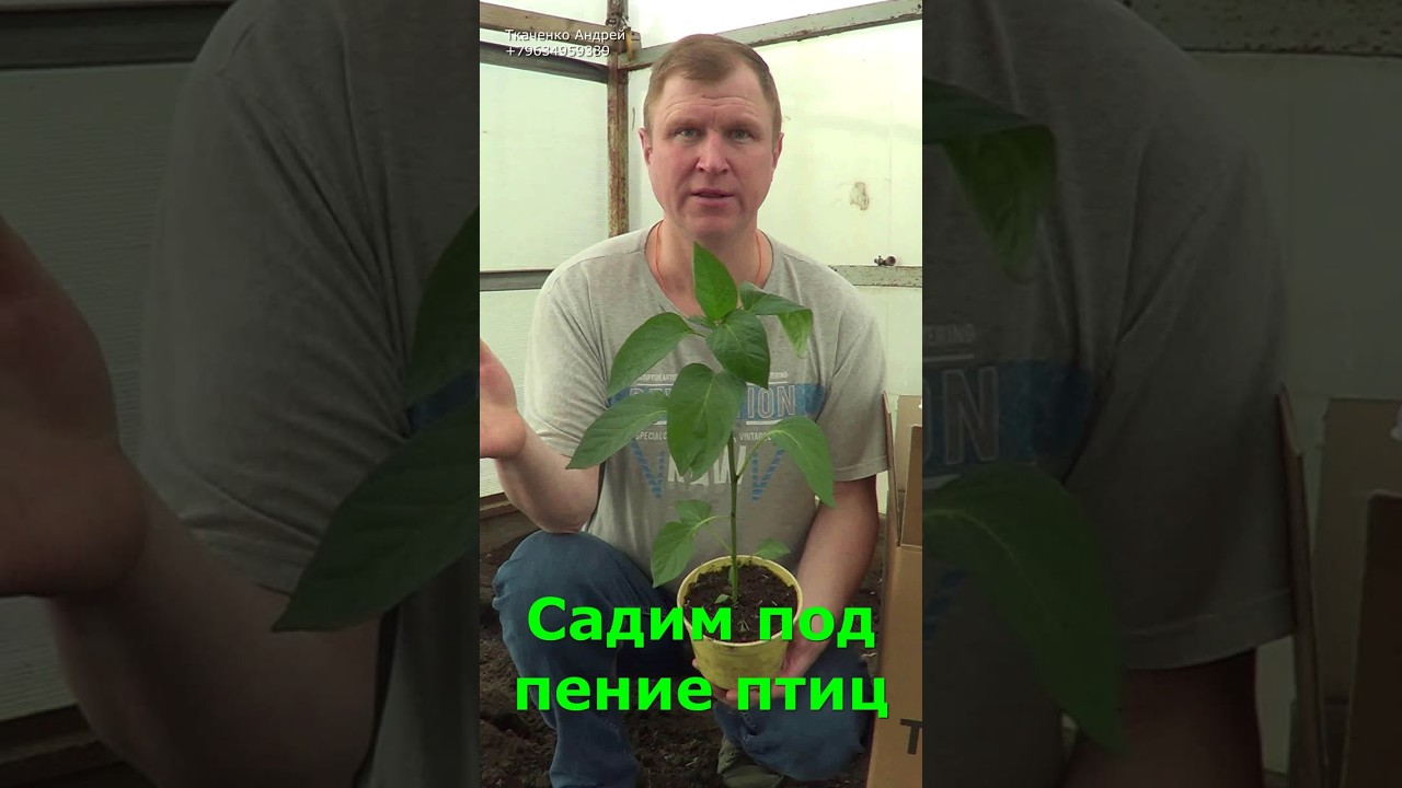 АВ150 перец вермизакваска под корень в теплице Биогумус вермикомпост ИП Ткаченко АС #вермизакваска