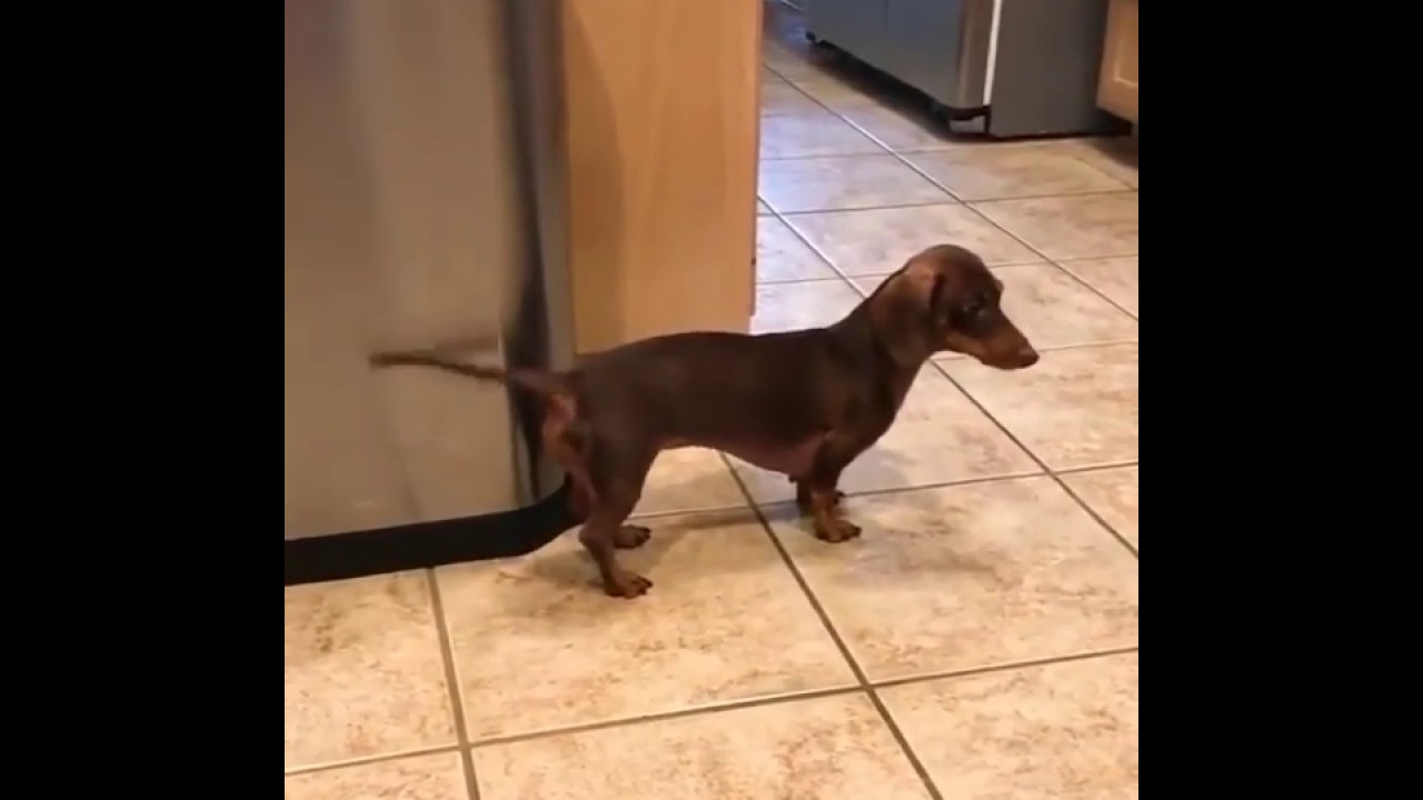 dog claps tail ON TRASHCAN and guy SINGS to the beat ⭐ mustwatchclips