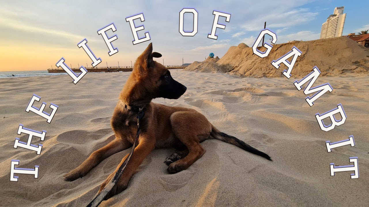 Life of Gambit - Remembering our Belgian Malinois - 
