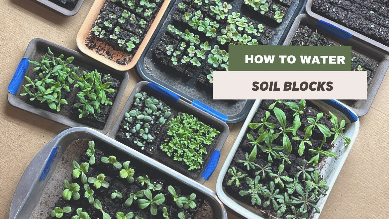 How to Water Soil Blocks