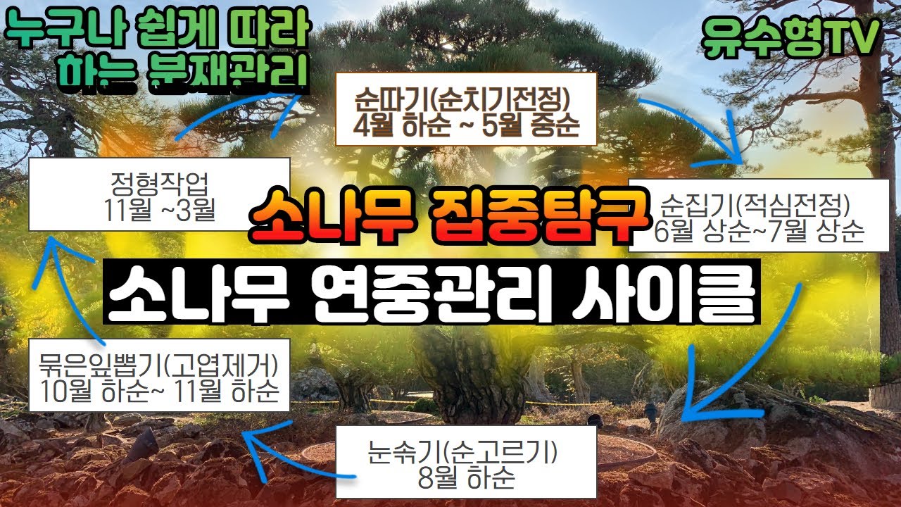 [유수형TV소나무 연중 관리사이클:순따기-순집기(적심전정)-순솎기(순고르기)-묶은잎뽑기(고엽제거)-정형작업] Plus 내년 분재전시회에 소나무를 출품할 분들은 꼭 시청해야 할 영상