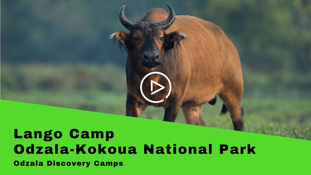 Odzala Discovery Camps: Lango Camp, Odzala-Kokoua National Park
