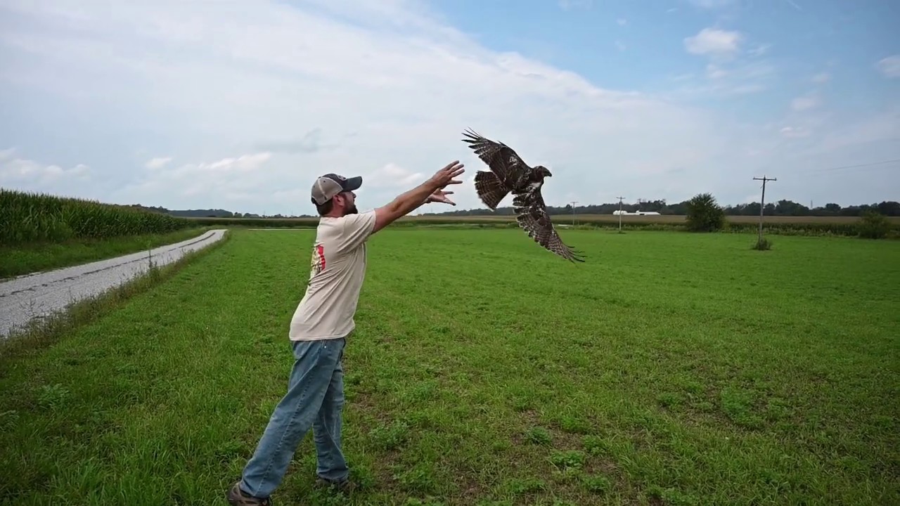 2019 Red Tail Hawk trapping with Adam Brown  Bird #1