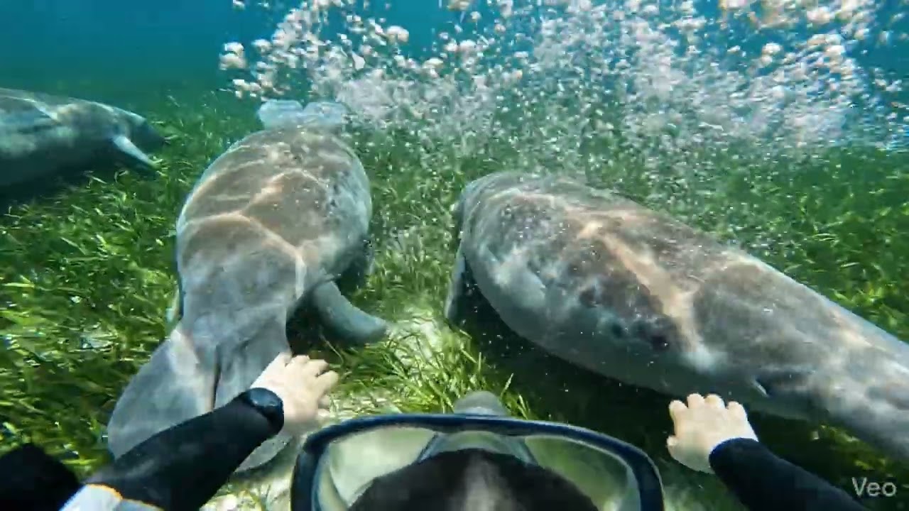 Snorkeling with Manatees Meditation: Study #39