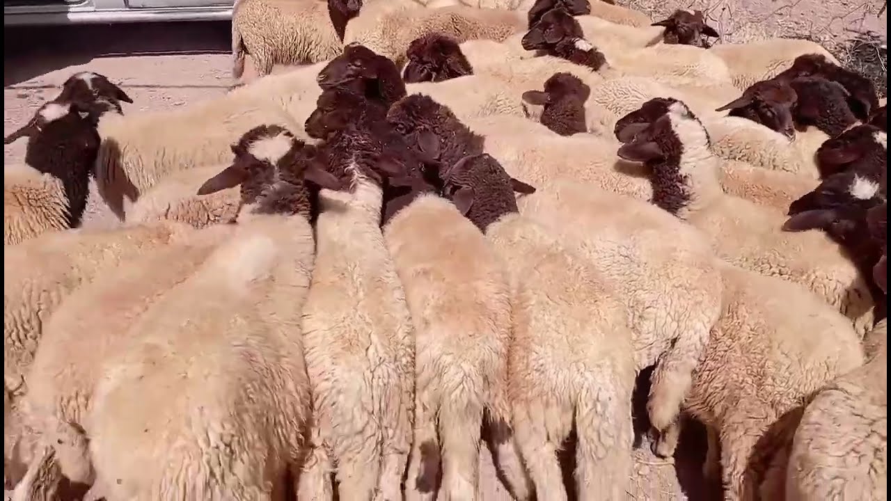 بيع خرفان صغار بالجملة