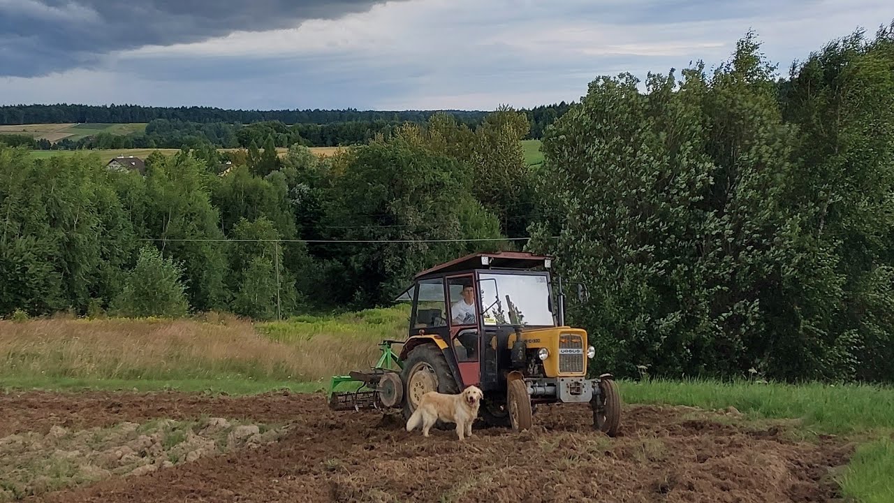 Zdążyć przed burzą czyli ciężka uprawa ugoru 🥴 Ursus C330 w roli gł&oacute;wnej