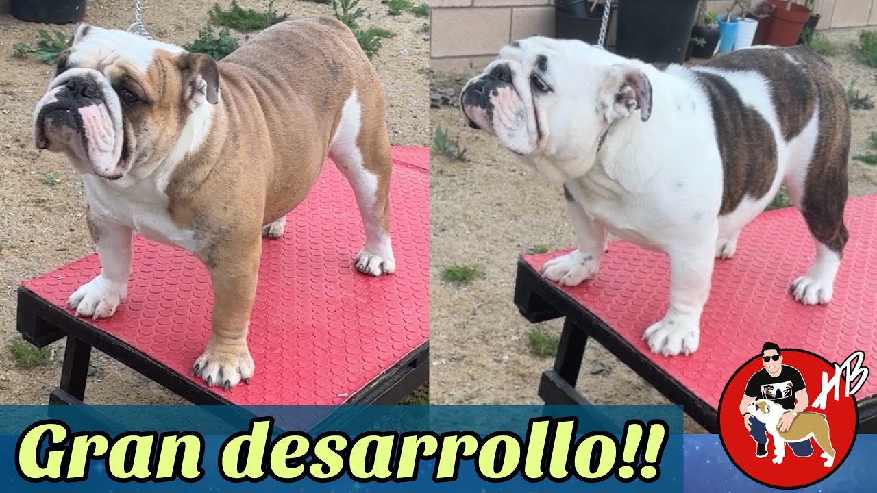 Dos Bulldogs crias Mias, Regresan a Casa!! Hector Bolaños!!