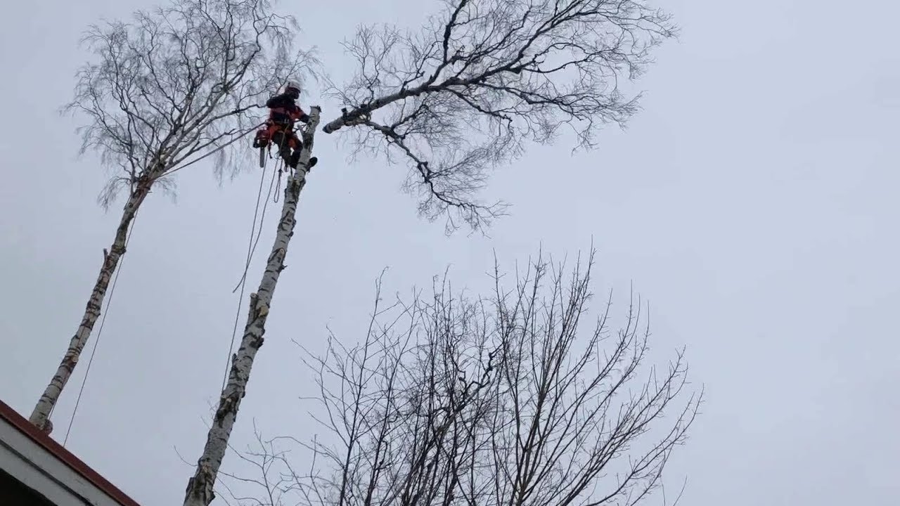 Light rigging (Betula Pubescens)