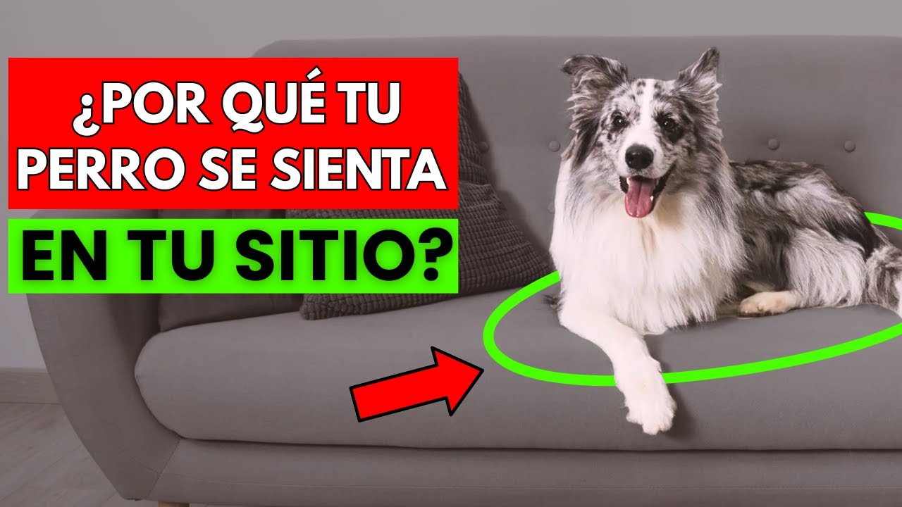 10 razones reales por las que tu perro siempre ocupa tu lugar (la número 7 te va a sorprender)