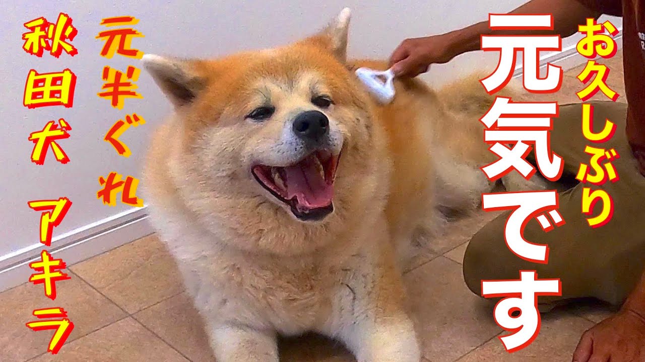 【元噛み犬】僕の手の骨を折った（笑）秋田犬アキラ復活⁉️